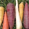 Carrots Heirloom Mix